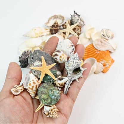 Natural Seashells Conch and 5pcs Natural Starfish, Various Sizes for Beach Themed Party DIY Crafts Fishtank Vase Fillers Home Wedding Decorations (Extra Large, 200g, 2-5cm)