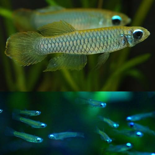 Norman's Lampeye Killifish (Pack of 6 Fish) - Aquarium Exotic Freshwater Live Fish