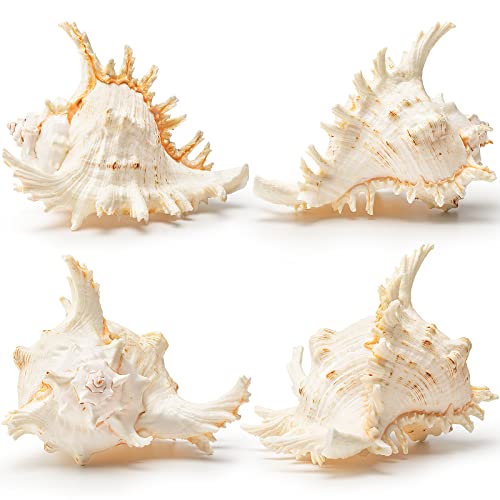 Giant Natural Conch Shell, Murex Ramosus Shell 1 Shell 7.5-9 inches | Large Sea Shell for Vase Filler, Air Plants, Home Decor, Wedding Decor Beach Theme Party, Aquarium Decoration Accessories