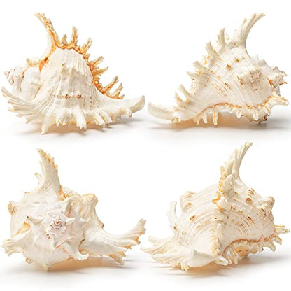 Giant Natural Conch Shell, Murex Ramosus Shell 1 Shell 7.5-9 inches | Large Sea Shell for Vase Filler, Air Plants, Home Decor, Wedding Decor Beach Theme Party, Aquarium Decoration Accessories
