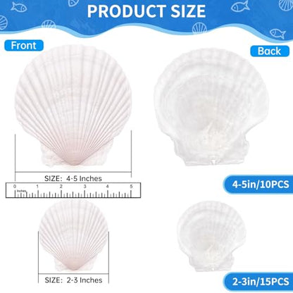 25PCS Large Scallop Shells for Crafts, 2-5 in White Sea Shells, Mixed-Size | 10PCS 4-5in & 15PCS 2-3in Smooth, cleaned surfaces suit painting, baking displays, weddings, classrooms and ocean parties. - size: 25PCS（2 Sizes Mixed)