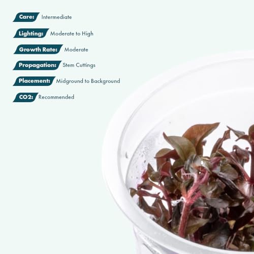 Live Plant - Alternanthera Reineckii Bronze Tissue Culture Aquatic Live Aquarium Plant - 100% Snail Free in Vitro Cup (AR Bronze) - color: Alternanthera Reineckii Bronze