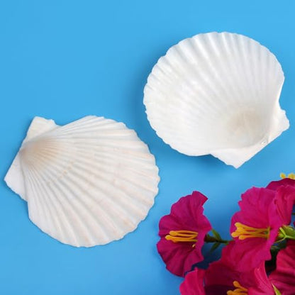 20 PCS 3 Inch Natural Scallop Shells for Crafts, Large Seashells Sea Shells | White Clam Shells for Crafting Decoupage Cake Baking Cooking Aquariums Table Party Decor DIY Painting Beach Wedding