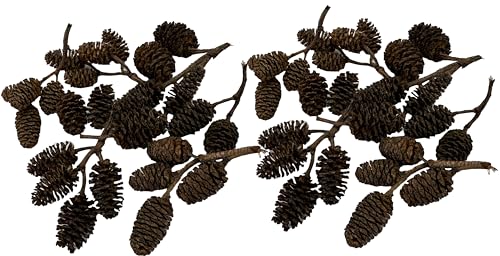 Awesome Aquatic 50 Alder Cones, Blackwater, Betta Shrimp Habitat | Natural tannins Botanicals Softwater Leaf litter Biofilm surface Water enrichment Natural décor Easy to use - size: 50 Pack Alder