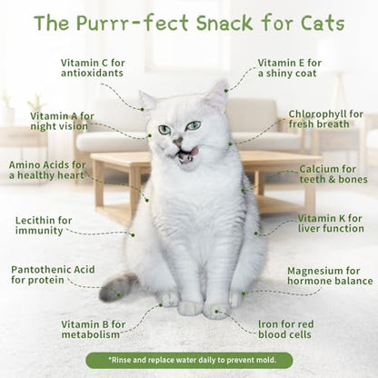 Cat Grass for Indoor Cats with 5 Pack Non GMO Wheat Seeds, Organic Grass Growing Kit, Soil-Free Planter, Perfect for Beginners, Cat Friendly Plants, Ideal Birthday Gift for Cat Lovers