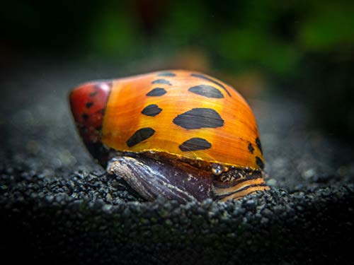 Aquatic Arts Nerite Snail Combo Pack: 20 Zebra, 20 Tiger | Nano Tank Snail | Safe with Betta/Tetra/Guppy Fish or Dwarf Shrimp Aquariums - size: 20-SNAILS-EACH