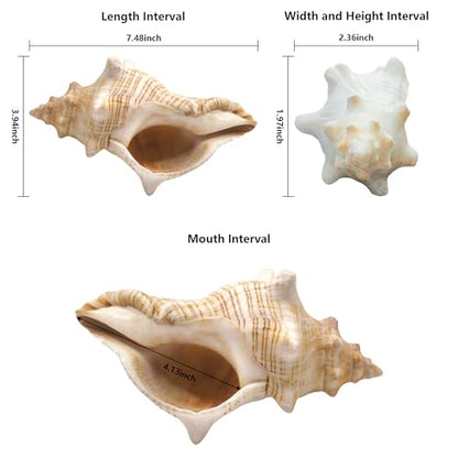 Giant Natural Conch Shell 6-8 Inches, Large Seashell for Vase Filler, Air Plants, Home Decor, Wedding and Beach Theme Party Decoration, Aquarium Accessories