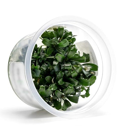 Live Aquarium Plant - Bucephalandra sp. Sekadau Bukit Betung - Snail Free in-Vitro Easy Care Freshwater Aquatic Plants for Aquascaping, Low - Med Light, Slow Growth - Tissue Culture - color: Bucephalandra sp. Sekadau Bukit Betung