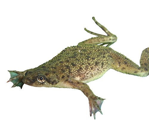 African Dwarf Frog Starter Kit with Certificate for 2 Live Frogs, Aquarium