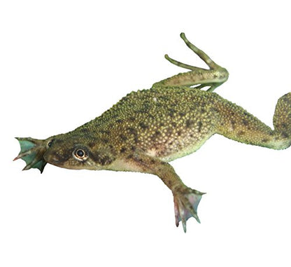African Dwarf Frog Starter Kit with Certificate for 2 Live Frogs, Aquarium