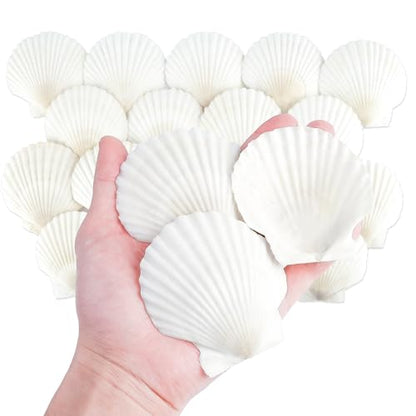 20 PCS 3 Inch Natural Scallop Shells for Crafts, Large Seashells Sea Shells | White Clam Shells for Crafting Decoupage Cake Baking Cooking Aquariums Table Party Decor DIY Painting Beach Wedding
