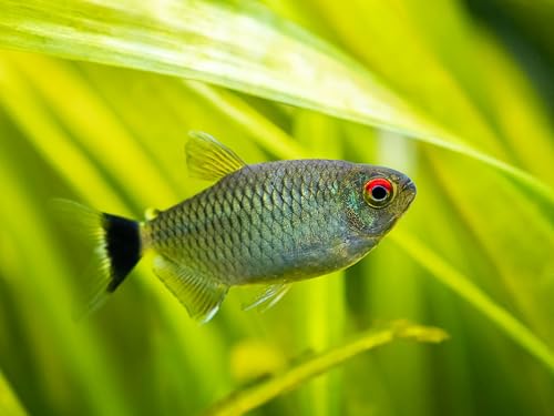 Swimming Creatures 5 PCS Assorted Tetra Mix, Freshwater Aquarium Fish Live Arrival Guarantee (3-4 Kinds Mix)