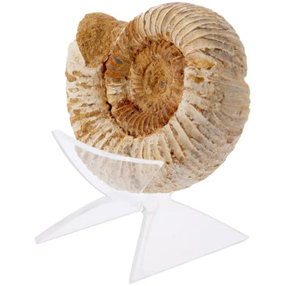 Plymor Clear Acrylic Nautilus Shell Holder Stand, 1.625" H x 2.375" W x 2.625" D - size: 1.625" x 2.375" x 2.625"