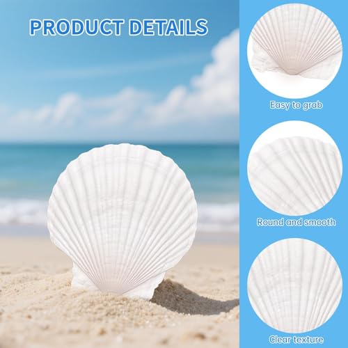 25PCS Large Scallop Shells for Crafts, 2-5 in White Sea Shells, Mixed-Size | 10PCS 4-5in & 15PCS 2-3in Smooth, cleaned surfaces suit painting, baking displays, weddings, classrooms and ocean parties. - size: 25PCS（2 Sizes Mixed)