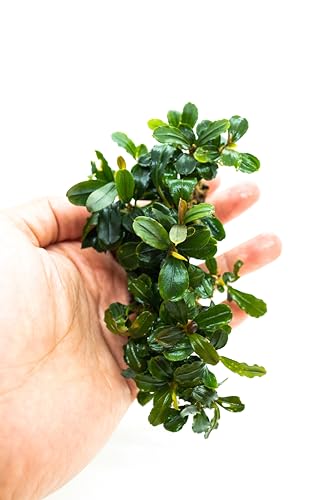 Bucephalandra Live Aquarium Plant Collection - Rare Aquatic Plants for Lush Aquarium Scapes, Natural Freshwater Fish Tank Decorations, Ideal Gift for Aquarists (Bucephalandra Pad (10+ Plants)) - style: Bucephalandra Pad (10+ Plants)