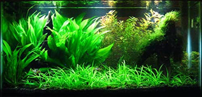 Potted Live Aquarium Plants | Freshwater Aquatic Plants for Aquariums (Amazon Sword) - color: Amazon Sword