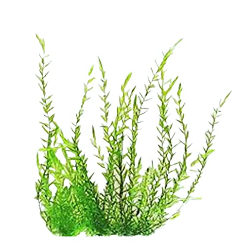 Willow Moss Fontinalis Antipyretica 4 Oz Cup | Live Aquarium Moss for Freshwater Fish Tank, Shrimp Safe, Low Light, Cold Water Hardy, Attaches to Wood and Rock