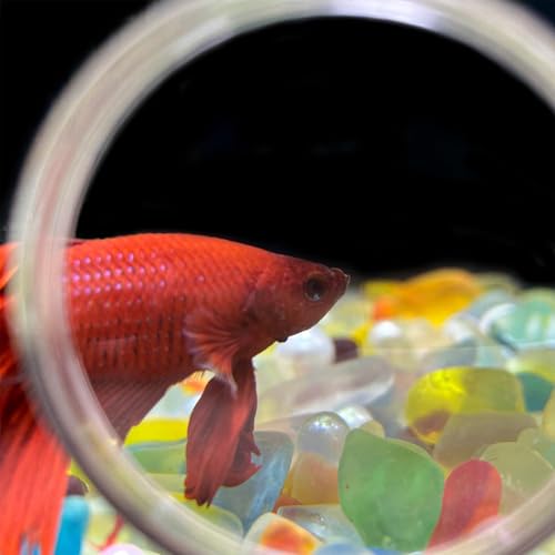 Fish Tank Viewer - Fish Tank Magnifier, Aquarium Magnifying Glass | Acrylic Fish Tank Magnifying Glass, Fish Tank Inspection Viewer, Animal Plant Observation Fish Tank Viewer for Viewing Coral