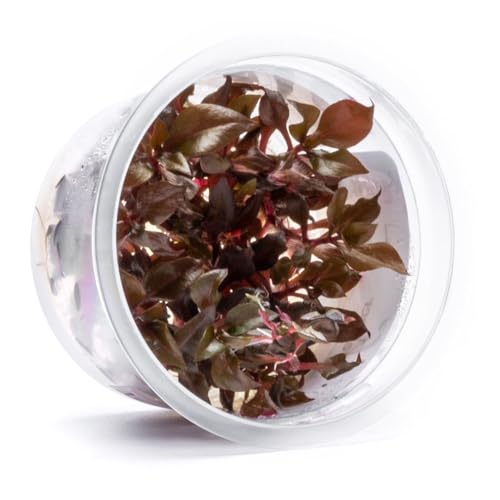 Live Plant - Alternanthera Reineckii Bronze Tissue Culture Aquatic Live Aquarium Plant - 100% Snail Free in Vitro Cup (AR Bronze) - color: Alternanthera Reineckii Bronze