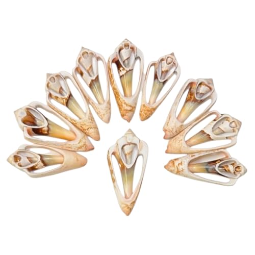 Sea Shells for Crafting, 25pcs of Small Seashells for Crafts and Decorating | 1" - 2" inch real cut strawberry strombus shells for DIY crafts, jewelry making, decoration, centerpieces, vase filler & more - color: Cut Strawberry - 25
