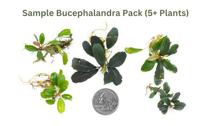 Generic Bucephalandra Live Aquarium Plant Collection - Rare Aquatic Plants for Lush Aquarium Scapes, Natural Freshwater Fish Tank Decorations, Ideal Gift for Aquarists (5 Loose Plants) - style: 5 Loose Plants
