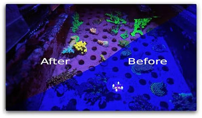 Modern Reefer Coral Viewing Glasses for viewing SPS LPS Zoas