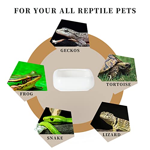Ceramic Reptile Food Bowls, Reptile Water Food Dish (White, Small 2-Pack)
