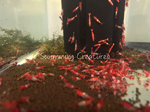 Swimming Creatures™ Premium Neocaridina Shrimp – Freshwater Aquarium Shrimp (10, Premium RED Rili) - color: PREMIUM RED RILI