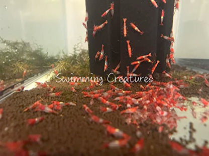 Swimming Creatures™ Premium Neocaridina Shrimp – Freshwater Aquarium Shrimp (10, Premium RED Rili) - color: PREMIUM RED RILI