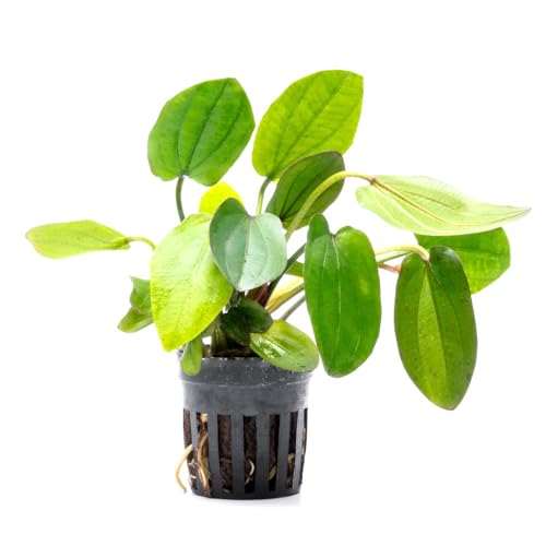 Live Plants - Echinodorus ‘Horizontalis Variegated’ - Moderate to High Light, Green Variegated Accent, Midground to Background, Freshwater Aquatic Plant - Pot - color: Ech. Horizontalis Variegated, size: 1 Pot