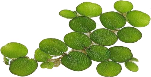 24 Water Spangles (Salvinia Minima), Live Aquarium/Aquatic/Floating/Pond/Beginner Plant NO Snail by TMD Fishkeeping