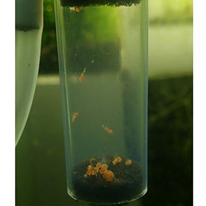 2X Aquarium Glass Egg Tumbler for Eggs Hatching