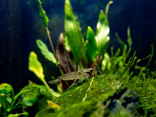 Swimming Creatures™ 10 Amano Premium High-Grade Caridina Freshwater Aquarium Shrimp Live