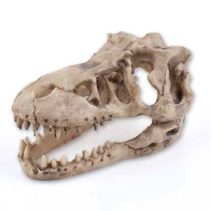 Dinosaur Skull Aquarium Decoration,Fish Tank Décor,6.3"x4"x4" | Hideaway for Fish, Natural Look, Fun Underwater Environment - size: 6.3"