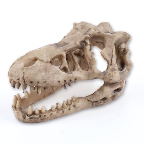 Dinosaur Skull Aquarium Decoration,Fish Tank Décor,6.3"x4"x4" | Hideaway for Fish, Natural Look, Fun Underwater Environment - size: 6.3"