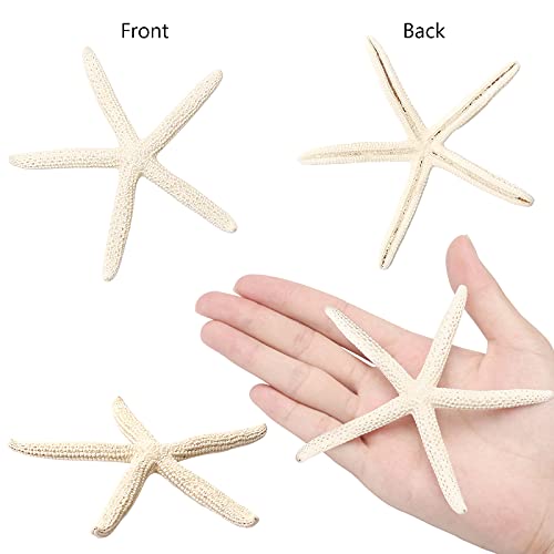 12 PCS Starfish | 2.5-6 Inch Starfish Decor | Natural Bulk Starfish Shells Perfect for Crafts Making Beach Theme Party Wedding Decoration, Home Wall Decor, Christmas Ornaments, Fish Tank
