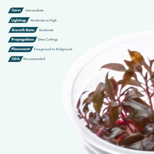 Live Plant - Alternanthera Reineckii 'Mini' Red Stem Tissue Culture Aquatic Live Aquarium Plant - 100% Snail Free in Vitro Cup (AR Mini) - color: Alternanthera Reineckii 'Mini' Red Stem