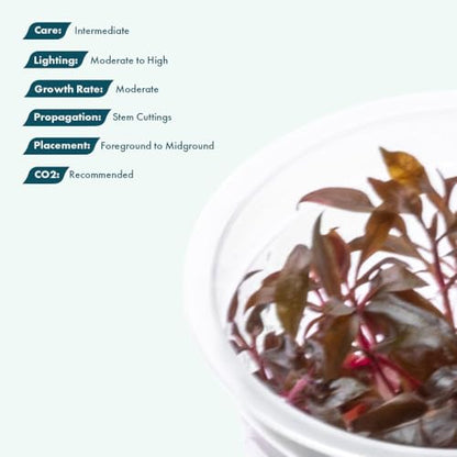 Live Plant - Alternanthera Reineckii 'Mini' Red Stem Tissue Culture Aquatic Live Aquarium Plant - 100% Snail Free in Vitro Cup (AR Mini) - color: Alternanthera Reineckii 'Mini' Red Stem