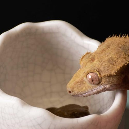 Galápagos (05457) Heavyweight Ceramic Egg Dish - Hygienic, Spill-Proof Bowl for Reptile & Terrarium Habitats, Perfect for Bearded Dragons, Geckos, Snakes, Hermit Crabs & More, Small (3in x 2.75in) - size: Small (3in x 2.75in)