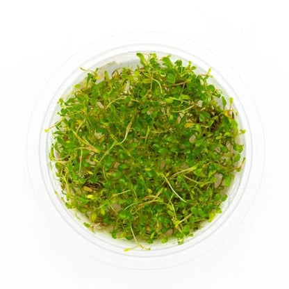 Live Plant - Glossostigma elatinoides - Foreground Carpeting Plant with Bright Green Leaves, Snail-Free in Vitro Aquarium Plant - Tissue Culture - color: Glossostigma Elatinoides