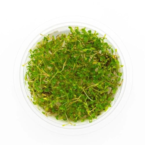 Live Plant - Glossostigma elatinoides - Foreground Carpeting Plant with Bright Green Leaves, Snail-Free in Vitro Aquarium Plant - Tissue Culture - color: Glossostigma Elatinoides