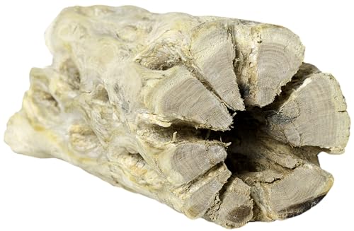 Galapagos 05272 Cholla Wood for Aquarium, 24", Natural