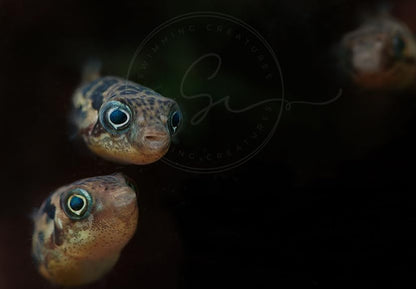Swimming Creatures 4 Dwarf Pea Puffer Jenvnies (Carinotetraodon Travancoricus) Approx 1/2" Freshwater Aquarium Fish, 100% Live Arrival Guarantee.