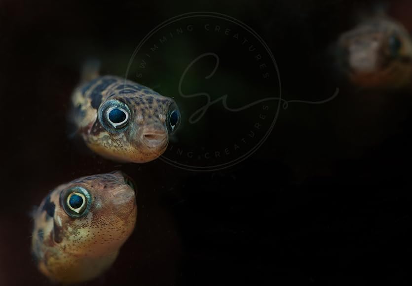 Swimming Creatures Live Aquarium Fish (2 Dwarf Pea Puffer Fish (Carinotetraodon Travancoricus) 1-2cm, 2, Count)