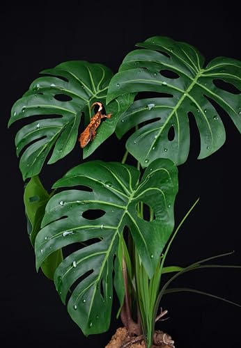 Komodo Reptile Terrarium Monstera Leaf Plant with Weighted Base | Extra Large Realistic Artificial Plant for Terrariums and Aquariums | | 21" Tall with 8" x 7.25" Leaves