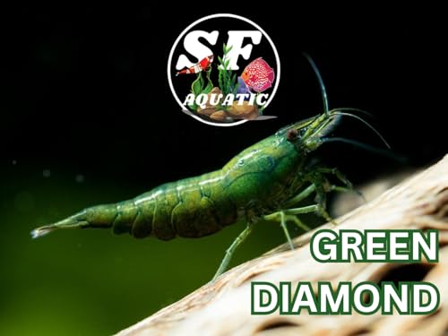 SF Aquatic™ 10 Green Diamond High Grade Neocaridina Live Freshwater Aquarium Shrimps Fully Mature Breeding Age. Live Arrival Guarantee. - color: Green Diamond, size: 10 Shrimps