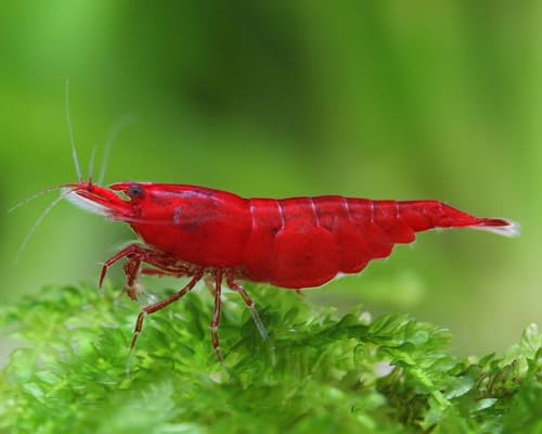 SF Aquatic™ Choose Your Favorite Color High Grade Neocaridina Live Freshwater Aquarium Shrimps Fully Mature Breeding Age. Live Arrival Guarantee. (Bloody Mary, 20 Shrimps) - color: Bloody Mary, size: 20 Shrimps