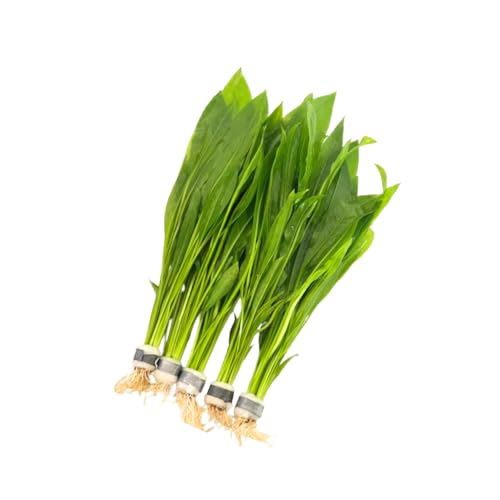 5X Amazon Sword Echinodorus Bleheri Bundle Aquarium Live Plant for Fish Tank Decoration