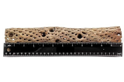 3, 6, 9, 12 Inch All Natural Teddy Bear Cholla Wood Extra Hollow Untreated Organic Aquarium Driftwood Decoration Chew Toy Shrimp Crab Cichlid Nano Tank Birds 1 or 5 Pieces (1 Piece, 12 inch) - size: 1 Piece, 12 inch