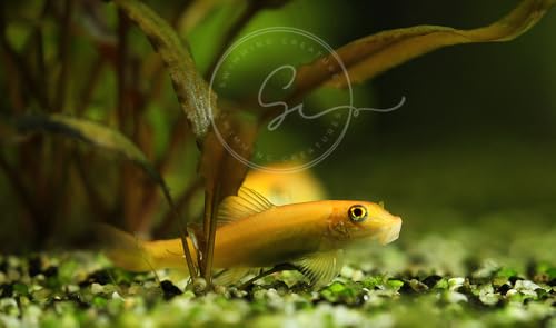 Swimming Creatures 4 Golden Suckerfish (Gyrinocheilos aymonieri) 1-1.5" Freshwater Aquarium Fish Live